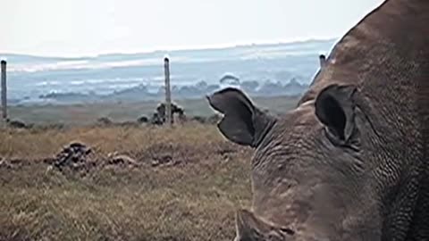 Huge # Zooworld # Rhinoceros # Science