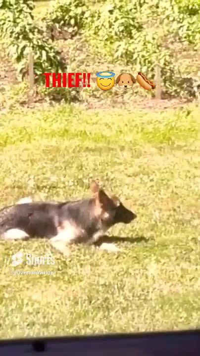 Cute Puppy CAUGHT STEALING!!!