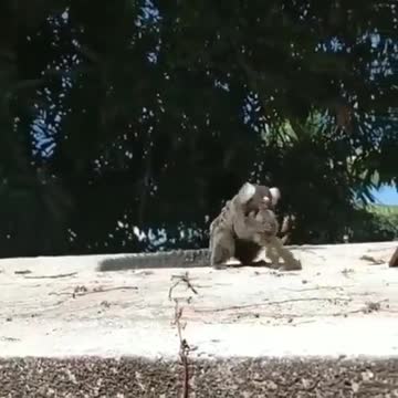 The mother of the lion tamarin Leontopithecus rosalia got her baby back!