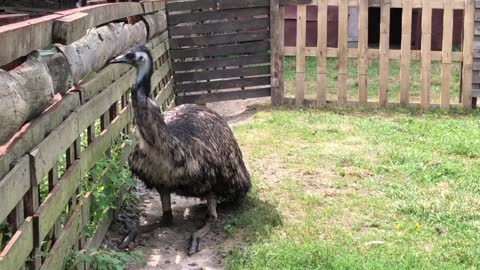 Beautiful Turkey In the zoo