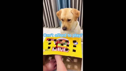 Funny animal videos | cat videos | happy dog | tiktok dog | funny pets