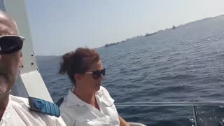 Dolphins in Gibraltar