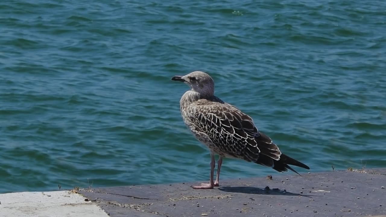 The Great Black-Backed Gull: Close Up HD Footage (Larus marinus)