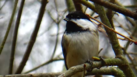 Chickadee