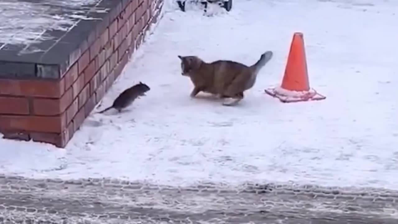 CAT ME IF YOU CAN!🤣 Part -2, Funny Cats Vs Rats 🤣😜🐀😺