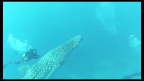 The Unlikely Friendship of Shark and Man