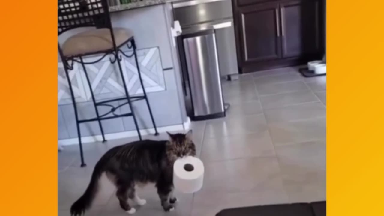 Cat funny video with tissue