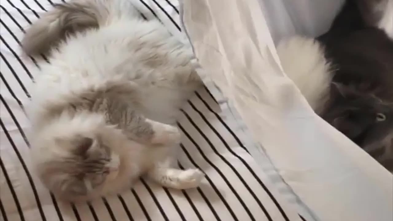 whats wrong with you my friend cat