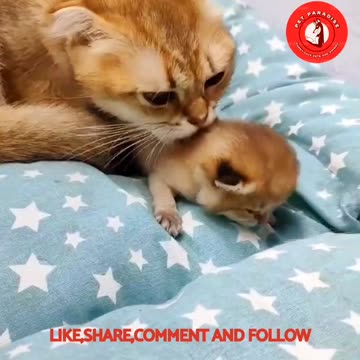😻🐾"Adorable Cat and Kitten Family Moments"🐾😻