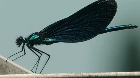 Butterfly video
