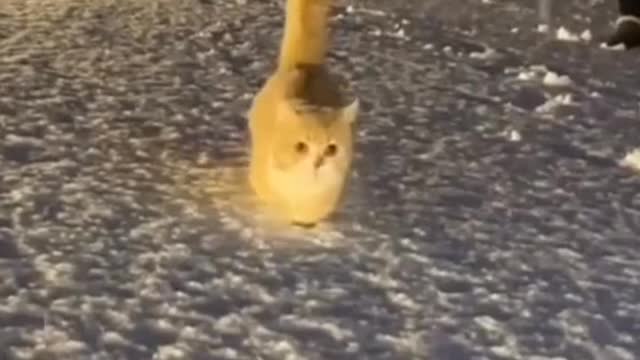 Moment cats cute and funny