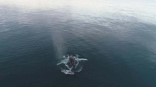 Aerial View Of A Whale Swimming In The Ocean