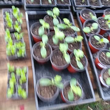 Slugs snacked on the lettuce...