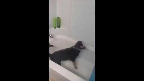 ULTIMATE|| Animal Compilation || Funny Fails || viral || comedy