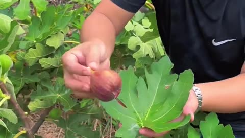 Figs are so fresh and sweet - For fruit lovers