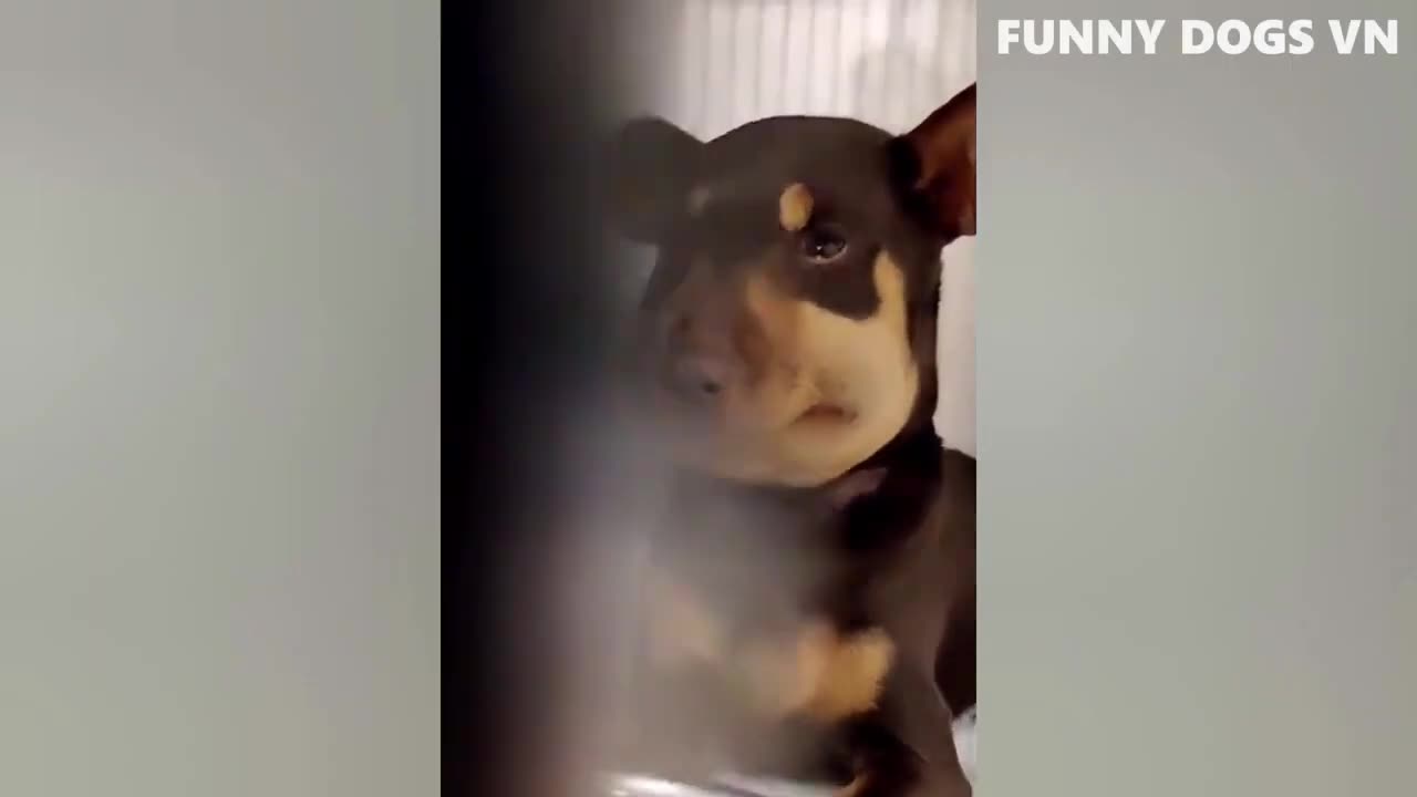 Funny animal videos😂😹🤣