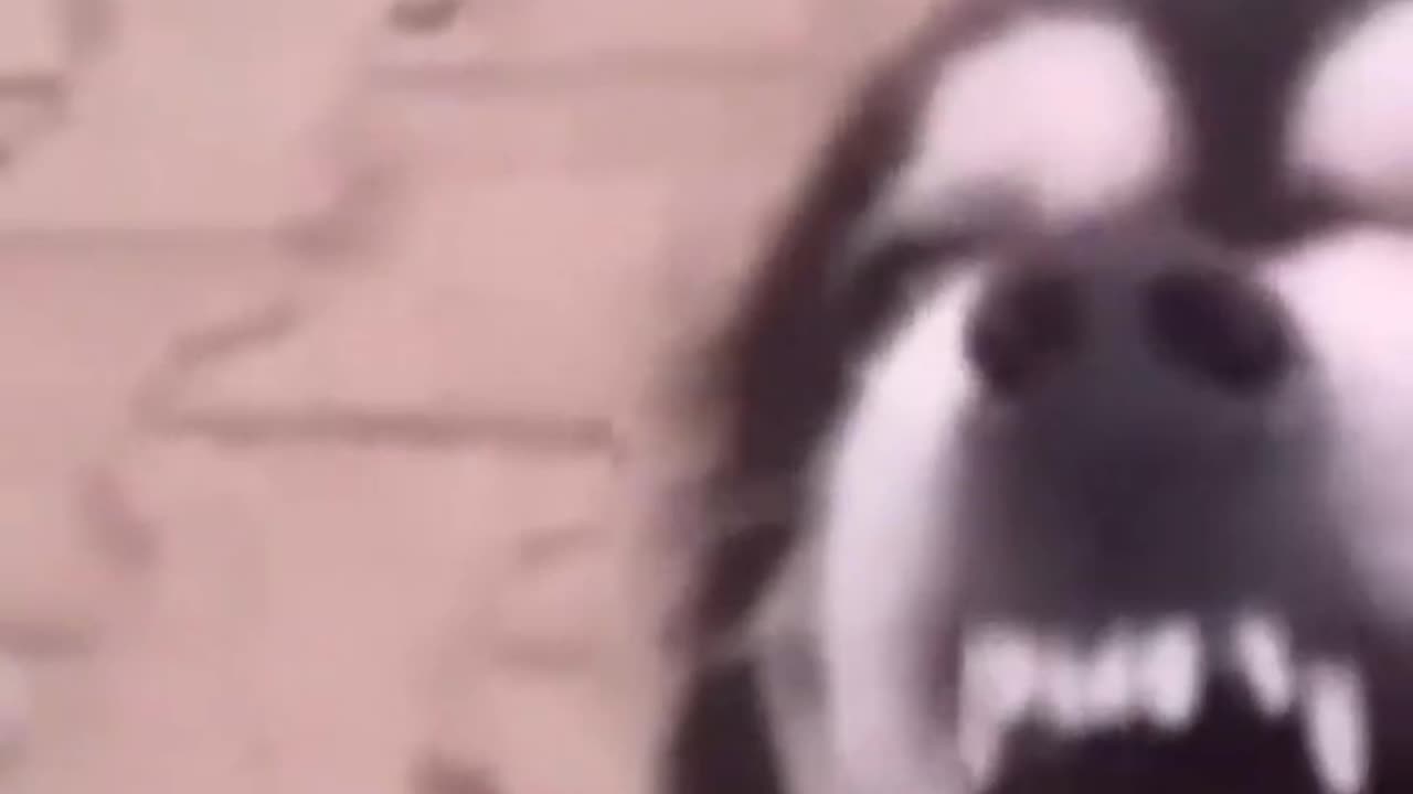 Pets, funny or annoying . 🤪 Part 8-5 #shorts #animals #dogs #cats #funnyanimals