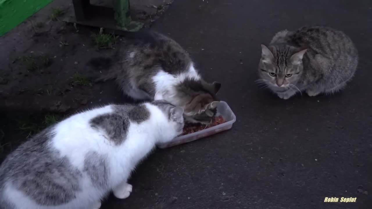 cute cat