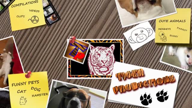 kids fun with animals