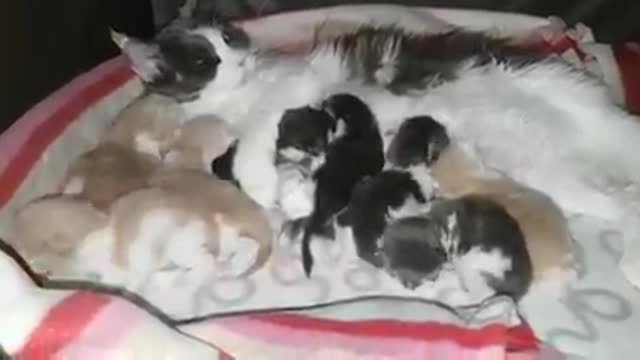 A wonderful mother cat