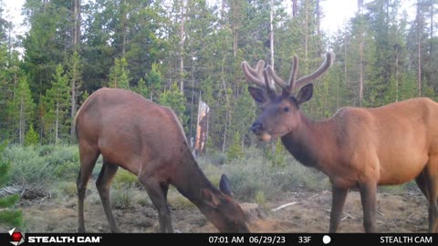 July trail cam