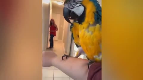 Smart And Funny Parrots Parrot Talking Videos Compilation P1 Super Dogs