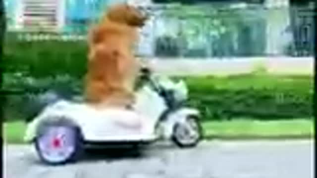 This is a dog that everyone wanted to have