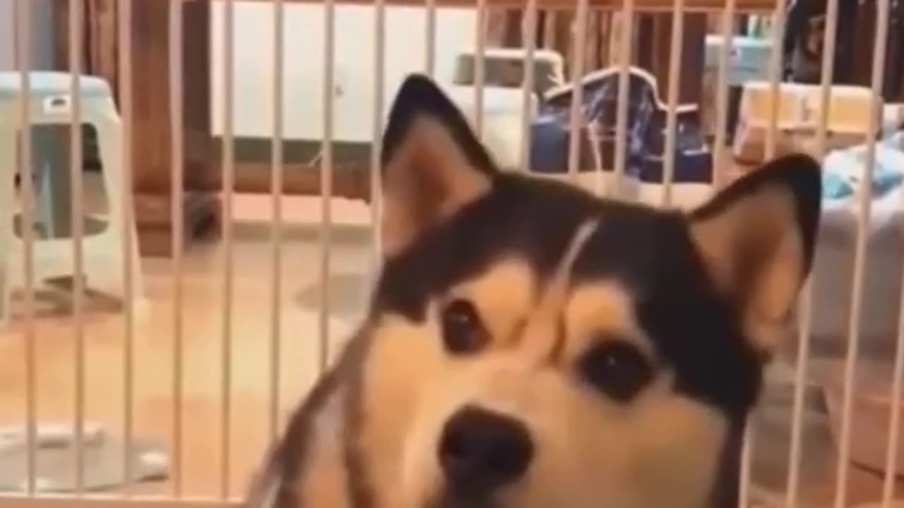 🐕 Funny, cute, smart husky dog video 🐶