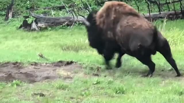 POV seeing grizzlies and bison in Yellowstone.