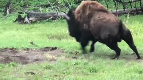 POV seeing grizzlies and bison in Yellowstone.