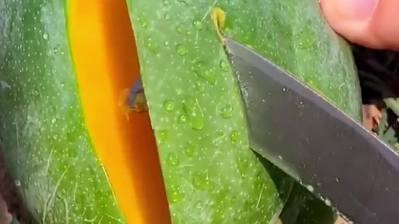 Mango slice