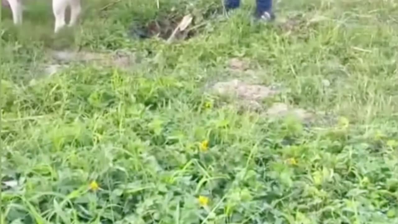 funny video