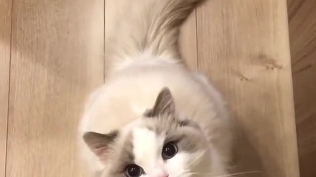 Gatinho fofinho