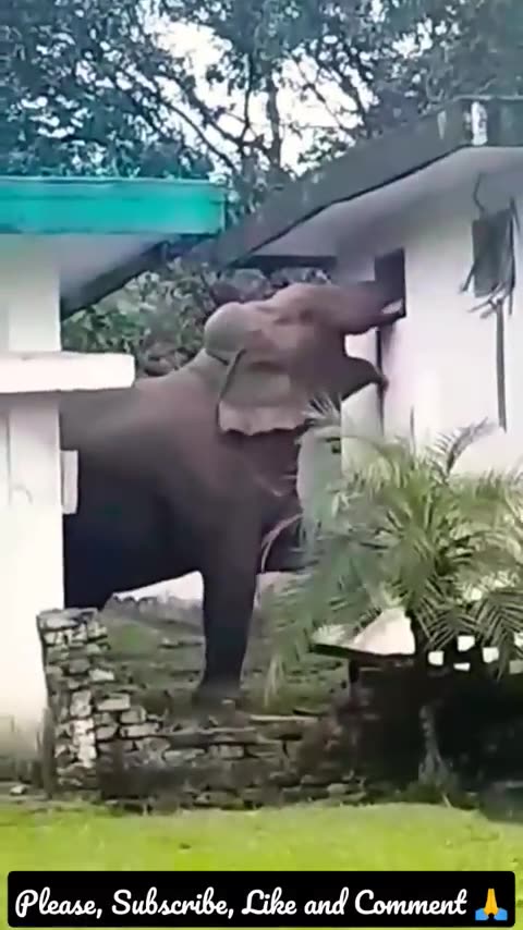elephant attack house? Short Animal video #shortanimal #shorts