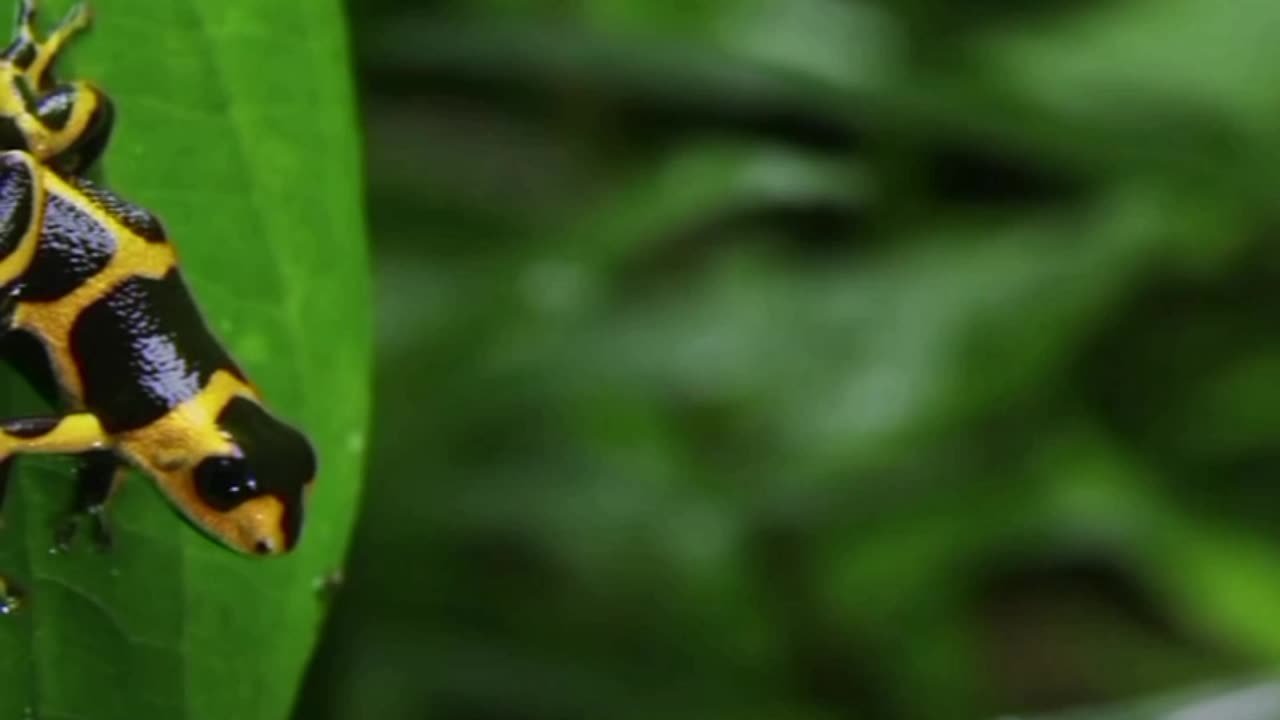 Poison dart frog