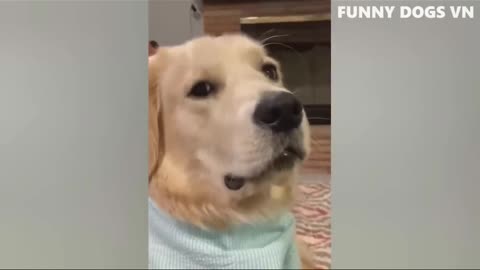 Best Funniest Animals 2023 😍 Funniest Dogs And Cats Videos 🐱🐶 #5