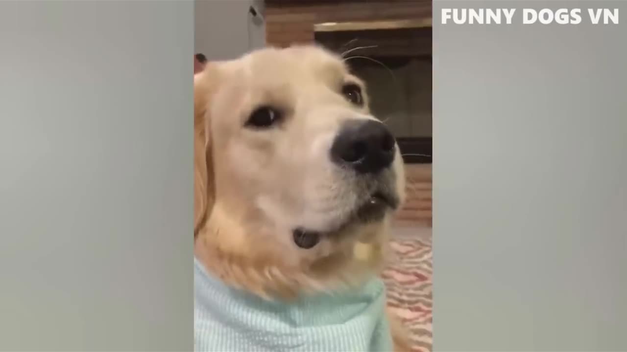 Best Funniest Animals 2023 😍 Funniest Dogs And Cats Videos 🐱🐶 #5