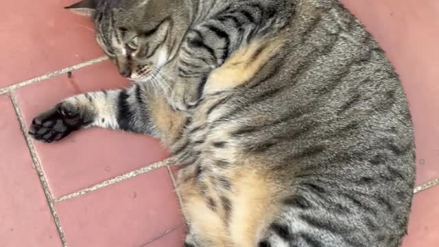 a Day in the Life of a Cat #119
