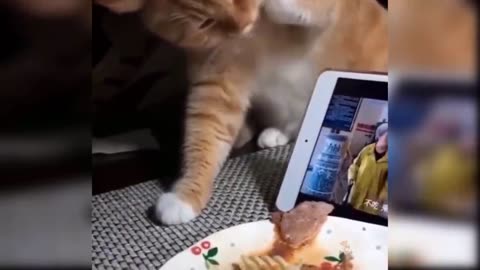 Cat funny video