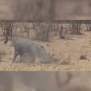Elephant vs hyena