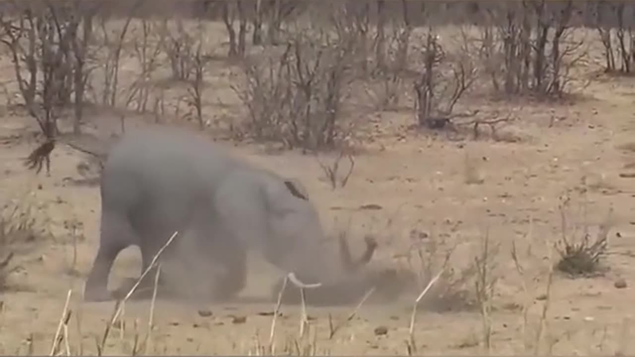 Elephant vs hyena