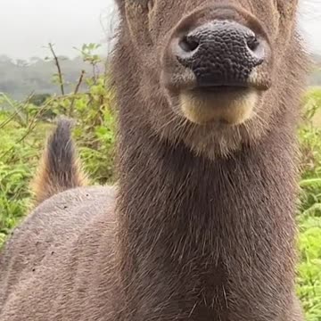 Place✨♥️ Nuwaraeliya Visit sri Lanka