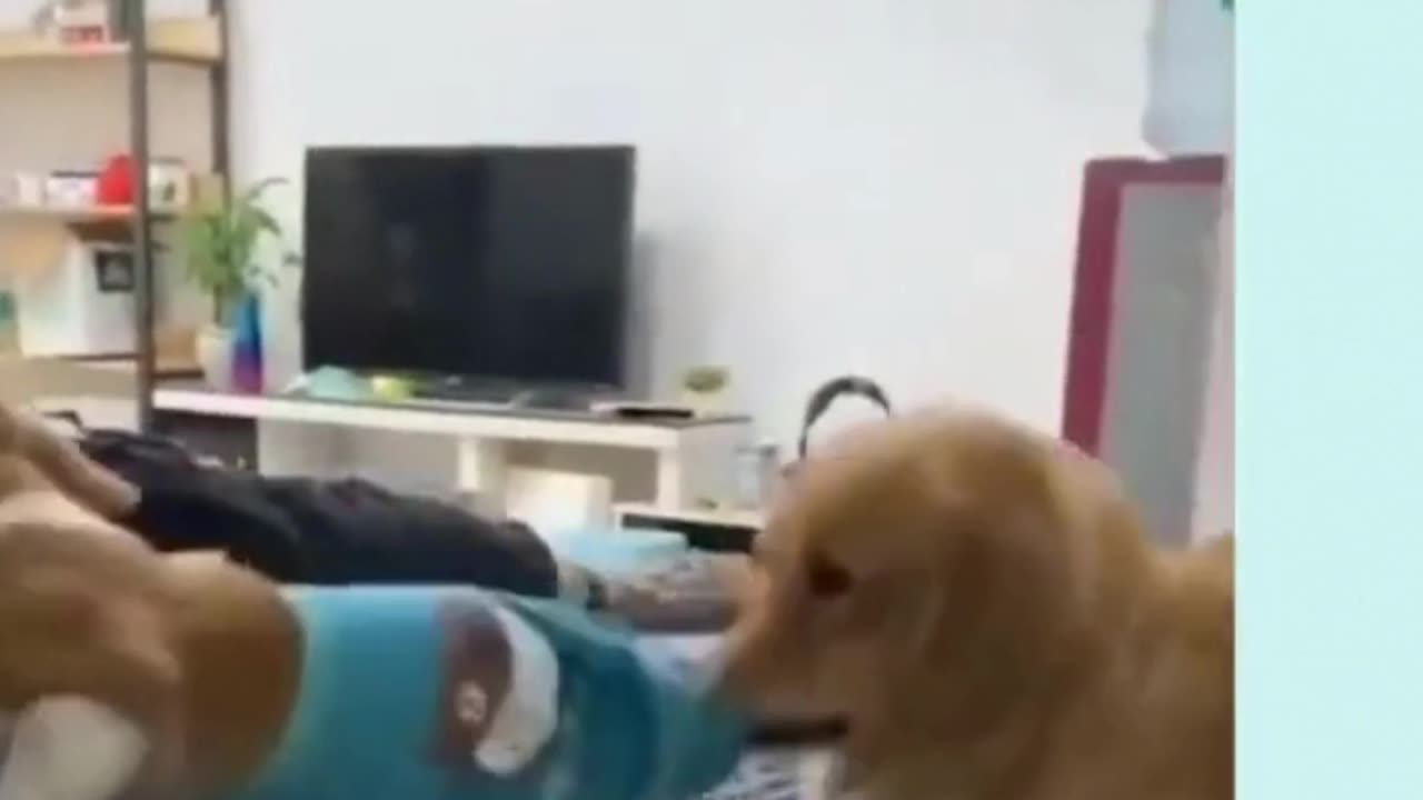๐๐ Best of Funny Dogs 2023 Best Funny Animals Animal Pet Lover๐ถ