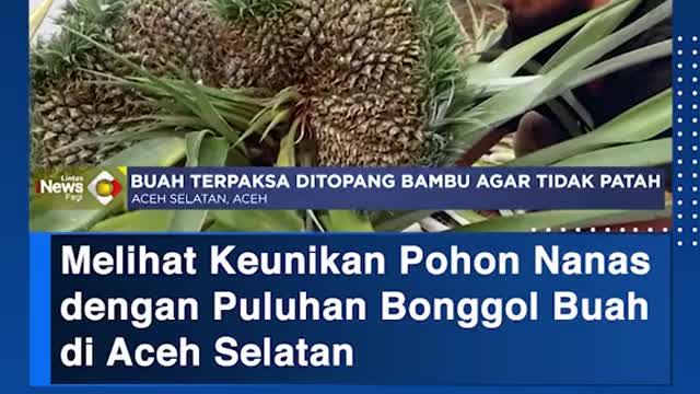 Melihat Keunikan Pohon Nanasdengan Puluhan Bonggol Buah di Aceh Selatan