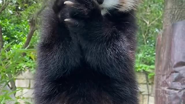 The red panda