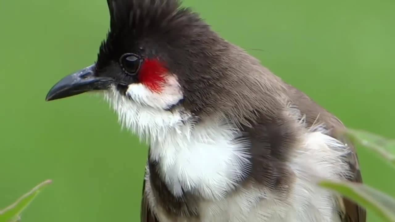 Bulbul calling, Lissen Birds - Natural Birds Voice, Bird Natural Sound