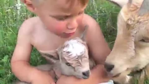 The lamb is in the child's arms