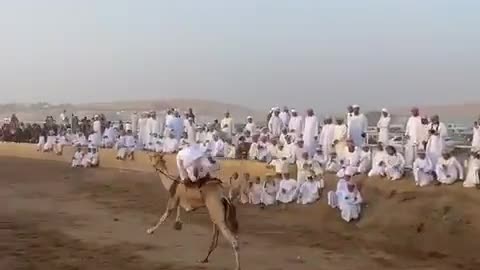 See camel race in Arab desert