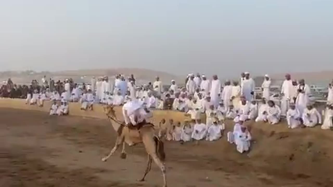 See camel race in Arab desert