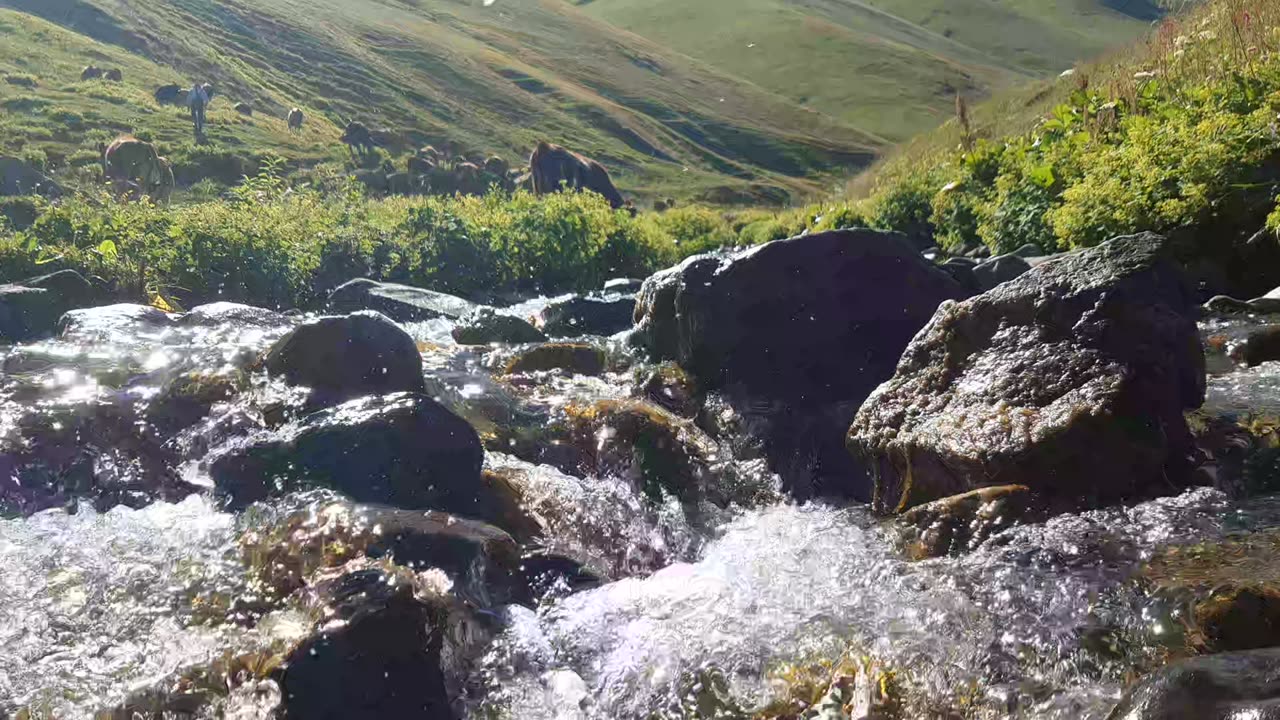 Sections from Creek Videos 12